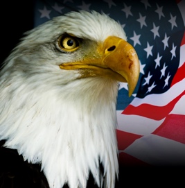 A bald eagle in front of a flag

Description automatically generated